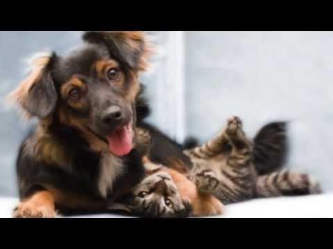 Embedded thumbnail for Animal Protection of New Mexico