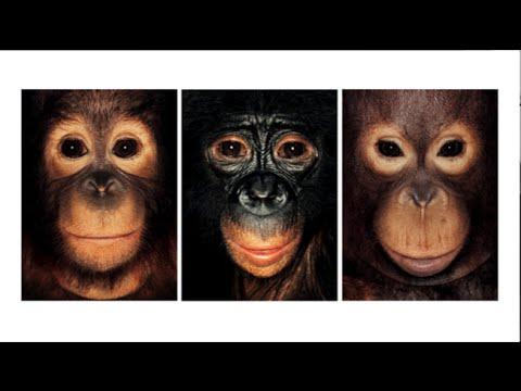 Embedded thumbnail for The Nonhuman Rights Project