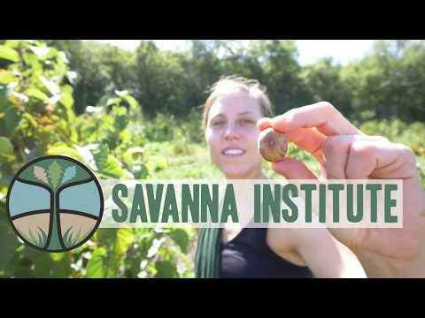 Embedded thumbnail for The Savanna Institute